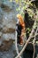 Red panda climbing on tree