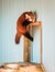 Red panda climbing up the side of its enclosure