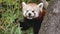 Red Panda close-up