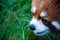 Red panda close up face