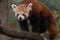 red panda close up portrait