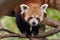 red panda close up portrait