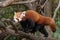 red panda close up portrait