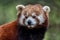 Red panda close up portrait
