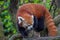 Red panda close up portrait looking at you