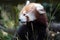 Red panda close up portrait looking at you