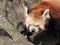 Red panda closeup portrait