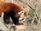 Red panda closeup side portrait