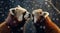 red panda couple kissing in the rain in the winter,