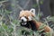 Red Panda in Darjeeling, India