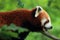 Red panda detail