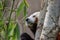 Red panda easting bamboo
