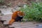 Red panda eating bamboo