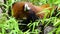 Red panda eating bamboo leaves