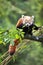 Red panda eating bamboo shoots