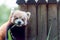 Red panda eating bamboo shoots. Beautiful cute animal face close-up
