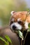 Red panda eating bamboo shoots. Cute animal image with copy space.