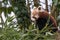 The red panda eats on a tree