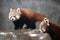 Red panda is and endangered mammal animal from South China and East Himalayas