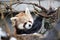 Red panda is and endangered mammal animal from South China and East Himalayas