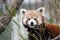 Red panda is and endangered mammal animal from South China and East Himalayas