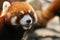 Red panda face closeup