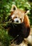 Red Panda Feeding