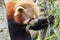 Red panda feeding on bamboo