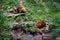 Red panda feeding outdoors in Chengdu city in China