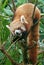 Red Panda in the Forrest of Sikkim.