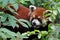Red panda with green leaves