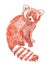 Red panda hand drawn with wax crayons. Cute animal textural illustration.Design for stickers and cards