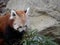 Red Panda Holding Bamboo with Boulder in Background