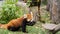 Red Panda or Lesser panda (Ailurus fulgens) gnawing a tree branch.