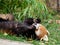 Red Panda or Lesser panda (Ailurus fulgens) gnawing a tree branch.