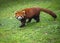 Red panda looks at camera