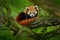 Red panda lying on the tree with green leaves. Cute panda bear in forest habitat. Wildlife scene in nature, Chengdu, Sichuan, Chin