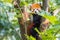 Red panda lying on the tree with green leaves. Cute panda bear in forest habitat. Wildlife scene in nature, Chengdu, Sichuan, Chin