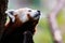 Red panda. Mammal and mammals. Land world and fauna. Wildlife and zoology