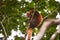 Red panda napping in a branch tree