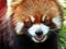 Red panda opening mouth