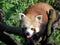 Red panda in Ostrava zoo