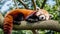 Red panda peacefully lounges on a tree branch, AI-generated.