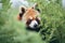 red panda peering from behind foliage