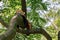 Red panda perched on a lush tree branch