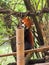 Red panda playing