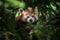 Red panda portrait in the trees