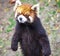 Red Panda. Red Panda stands on its hind legs.Red Panda closeup.