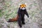 Red Panda. Red Panda stands on its hind legs.Red Panda closeup.