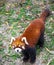 Red Panda. Red Panda stands on its hind legs.Red Panda closeup.